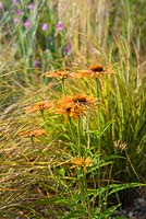 Echinacea 'Tiki Torch' with Anemanthele lessoniana and Lychnis coronaria 'Mese' in background - Striving for Survival, Design: Holly Fleming, RHS Hampton Court Palace Flower Show 2016