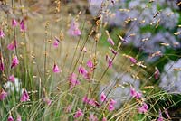 Dierama 'Wildside Hybrids'