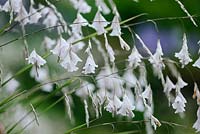 Dierama 'Guinevere'