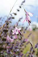 Dierama 'Riparia'