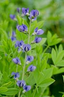 Baptisia australis