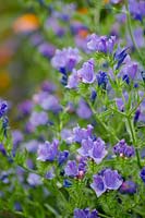 Echium vulgare 'Blue Bedder'