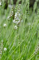 Lavandula angustifolia 'Alba'