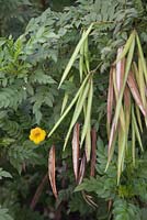 Tecoma stans with seed pods -  Yellow Bells - November, Lanzarote, Canary Islands