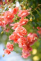 Rosa 'Alibaba' - Garden of the Rose