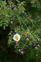 Rosa pimpinellifolia - Rosehips and a flower in July