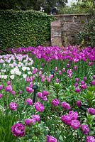 Tulipa 'Blue Diamond', Tulipa 'Ballade',  Tulipa 'Honeymoon', Tulipa 'Shirley' and 'Purple Dream' with sculpture 'Sun Worshipper' 