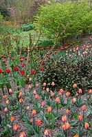 Hot coloured tulips in the Herbaceous borders. Tulipa 'Princess Irene', Tulipa 'World's Favourite' and Tulipa 'Abu Hassan'