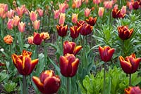 Tulips in the hot beds - Tulipa 'Abu Hassan'- Tulipa 'Marianne' -  Tulipa 'Sensual Touch' 