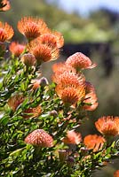 Leucospermum cordifolium, Showy pinchusion, detail of a shrub with multiple orange brush shaped flower heads.