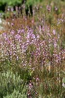 Stylidium graminifolium, Grass triggerplant, with pink flowers held on thin stems growing in a rockery garden.