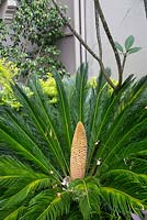 Cycas revoluta, sago palm, growing in the front garden of a terrace with dark green fronds and an orange male flower with a flowering Plumeria, Frangipani in the background.