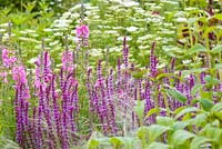 Salvia nemorosa, Sidalcea and Cenolophium denudatum in a herbaceous border at Bluebell Cottage Gardens, Cheshire