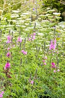 Cenolophium denudatum and Sidalcea in a herbaceous border at Bluebell Cottage Gardens, Cheshire