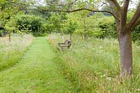 A mown path through an orchard planted with wildflowers including Leucanthemum vulgare - ox-eye daisies and clover, at Bluebell Cottage Gardens, Cheshire 