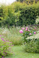 Herbaceous borders with plants including Peonia 'Bowl of Beauty' and Geranium 'Patricia' at Bluebell Cottage Gardens, Cheshire. In the background is an orchard underplanted with oxeye daisies