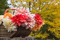 Wicker basket containing Dahlia 'Cafe au Lait', 'Frost Nip', 'Karma Naomi', 'Mrs Eileen' and 'Ariko Zsaza'