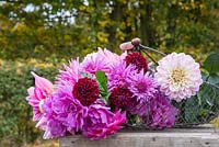 Wire basket containing Dahlia 'Otto's Thrill', 'La Tour', 'Sugar Diamond', 'Ambition', 'Karma Lagoon' and 'Dark Spirit'