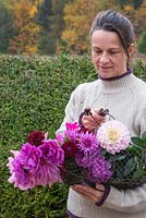 Woman holding wire basket of Dahlia 'Otto's Thrill', 'La Tour', 'Sugar Diamond', 'Ambition', 'Karma Lagoon' and 'Dark Spirit'