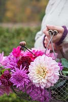 Woman holding wire basket of Dahlia 'Otto's Thrill', 'La Tour', 'Sugar Diamond', 'Ambition', 'Karma Lagoon' and 'Dark Spirit'