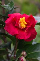 Camellia japonica 'Doctor Burnside'