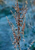 Rumex crispus. Frost covered Dock plants on Cannock Chase in Winter