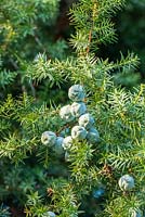 Juniperus drupacea