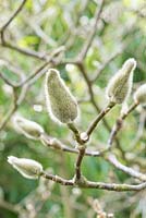 Magnolia 'Vulcan'. Furry flower buds in early spring.