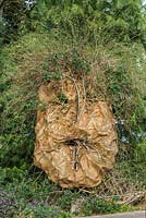 Green Man sculpture clothed with honeysuckle and Jasminum officinale 'hair'. Murray Edwards College, Cambridge.