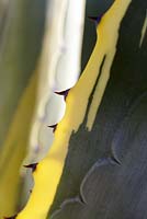 Agave americana, sentry plant, century plant, maguey, or American aloe