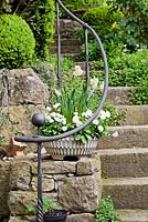 Stone step stairway with iron fence and spring container of daffodils and Bellis perenis.