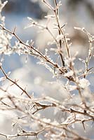 Berberis vulgaris - common barberry in winter.