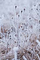Wildflower meadow in winter frost. 