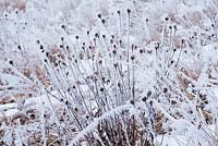 Wildflower meadow in winter frost. Centaurea jacea - brown knapweed