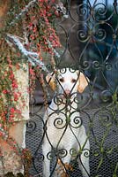 Dog behind a gate