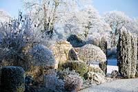 Pyrus salicifolia clipped to umbrella shape and yews in border