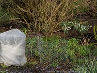 Frost protection fleese together with wire protection from rabbits.  Galanthus nivalis under shrubs on frosted ground