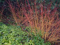 Cornus sanguinaea 'Winter Flame' - Orange Dogwood underplanted with pachysandra ground cover with rhododendron behind