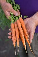 Carrot 'Favor'