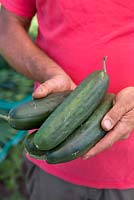 Cucumber 'Marketmore'