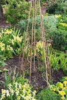 Plant support for sweet peas. Bamboo wigwam with low support from twiggy sticks.