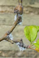 Woolly aphids on crab apple stem and resulting lumpy swellings of bark