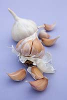 Garlic 'Picardy Wight'