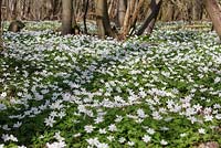 Anemone nemorosa 'Vestal', Stour Valley Woods, Essex, April