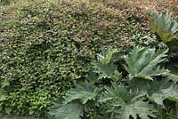 Neillia affinis with foliage of Rheum palmatum 'Atrosanguineum'