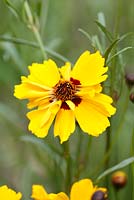 Coreopsis tinctoria 'Golden Roulette'