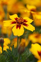 Tagetes patula 'Naughty Marietta'