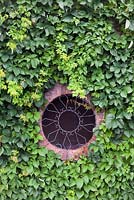 Parthenocissus vitacea covered wall with circular brick window