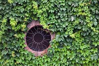 Parthenocissus vitacea covered wall with circular brick window