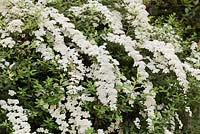 Spiraea nipponica 'Snowmound'